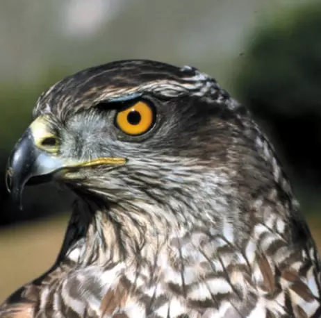 Vegetación y fauna Valle del Tiétar sur de Gredos Vegetación y fauna Valle del Tiétar sur de Gredos