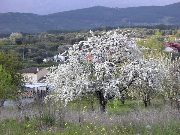 Arenas de San Pedro, Ávila Arenas de San Pedro, Ávila